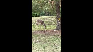 Deer Family