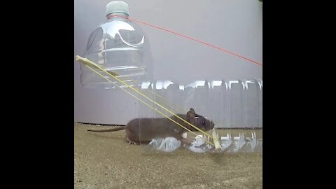 Mouse trap trick wonderful