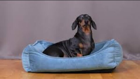 How to teach your dog to go to their bed ON COMMAND with these tips