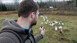 Find Out If A Fenceless Chicken System Will Work For You