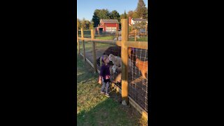 Dassie & Goats & Llamas at W Maple Farms