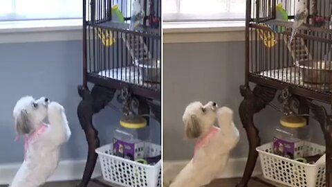 Polite pup literally begs parrots to play with her