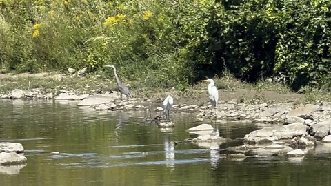 Great Blue Heron & Cormorant battle for the Big Fish