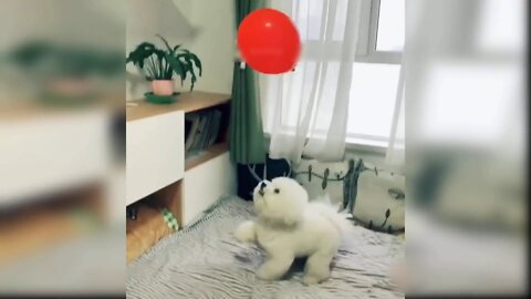 Cute dog playing with red balloon it's so funny.