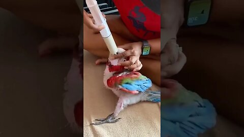 Baby Macaw to free flight l #shorts l #macaw l @BikisAviary l #youtubeshorts