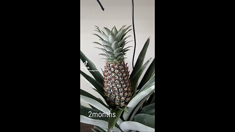 3month update on pineapple