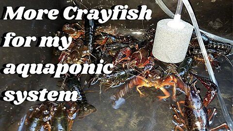 More crayfish for my aquaponic system
