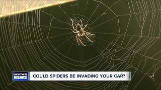 Could spiders be invading your car?