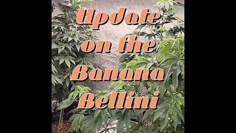 Update on the Banana Bellini #marshydro #TSW2000 #RootedLeaf