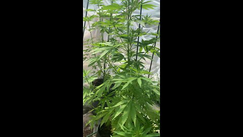 Greenhouse2022 June 16, 2022 marijuana bible