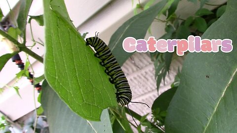 Caterpillars, Wasps And Flies! 🐛