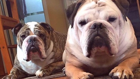 Compassionate Bulldog Barks At TV To Protect Actor From Bear Attack