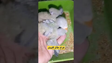 أجمل فراخ طائر الفيشر كيوت روعة مرحبا