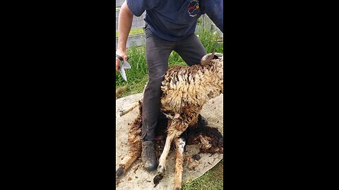 Blade shearing a horned Awapawa ewe