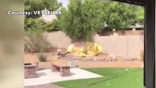 Attention pet owners: Coyote spotted in Henderson backyard