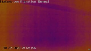 Fall Migration 2022 Thermal Camera - 10/27/2022 Ducks Migrating at Night