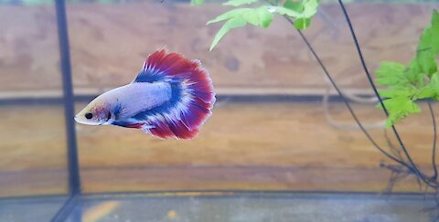Siamese Fighting Fishes