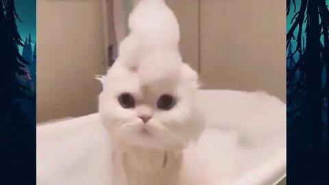 Kumpulan Kucing Lucu Yang lagi Viral