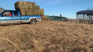 #truck #hay #sunshine #goats #delivery