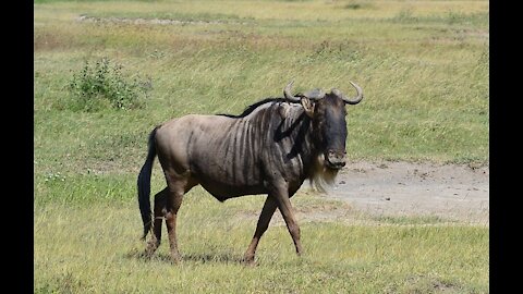 africa animal safaris and their habitats