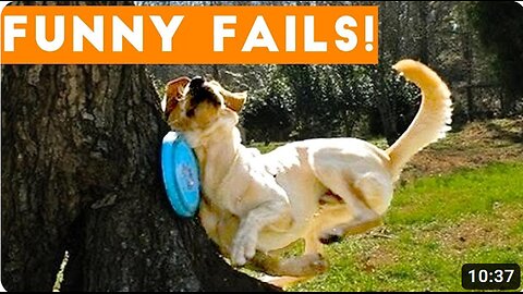 Funny Pets Fails Try Not To Laugh