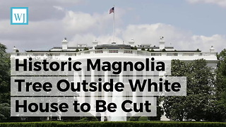 Historic Magnolia Tree Outside White House to Be Cut Down, and Melania Trump Is Being Blamed