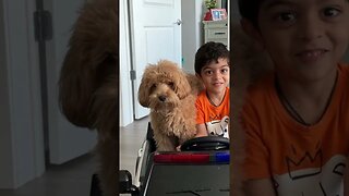 A Dog is your best friend #shortvideo #shorts #viral #trending #dog #shortvideo #funny #cute #short