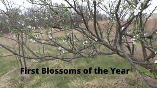 The Fruit Trees Are Waking Up