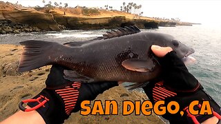 Sheephead From The Cliffs ᐠ( ᐛ )ᐟ! San Diego, CA