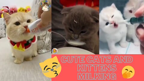 😂🤣😁Funny Cat Videos Angry Hungry Cute Kitty "NEMO" baby Cat Feeding🥰😁🙊🐈