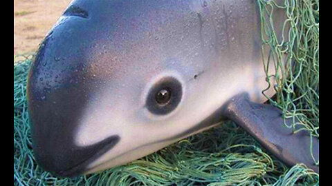fish - dolphin vaquita A rare type of dolphin