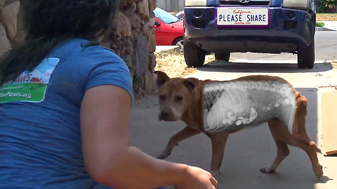 Homeless dog was so hungry he ate rocks! Thanks to your support, we saved his life!