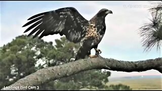 Bald Eagle-Fairway Branch to Marsh Tree 🦅 11/19/22 06:49