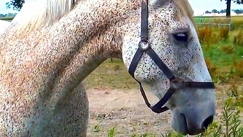 Horses for Kids - Horse Videos for Children