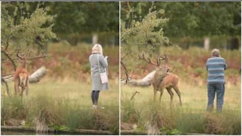 Turisti rischiano la vita per farsi un selfie con un cervo