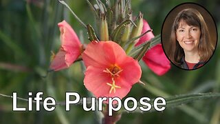 Guided Meditation for Life Purpose