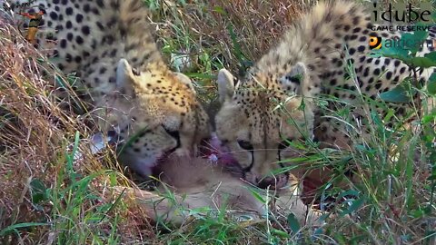 Endangered Cheetah Siblings Eat An Impala For Breakfast!