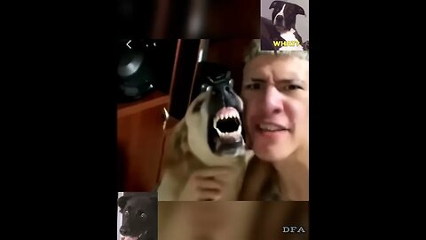 DUETANDO COM O HUMANO #memes #engraçado #animalshorts #rir #funny