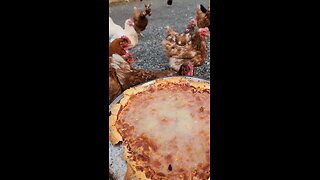 Chickens Eating Pizza
