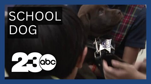 School therapy dog trained to find runaway students