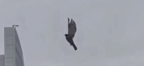Live Bird Frozen In Mid-Air Aug. 6th , No Big Deal, Fire Dept. Attempt Rescue