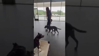 Aggressive Pitbull Learning A New Way!