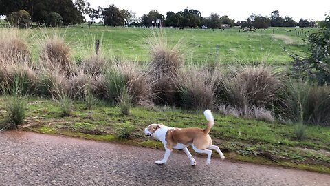 Loving the country roads🐶🙌