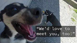 Duke Zoey and Sky - husky pups for adoption | Niagara SPCA