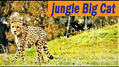 jungle big cat