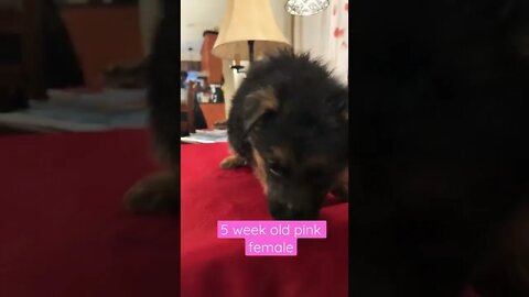 5 week old pink female puppy