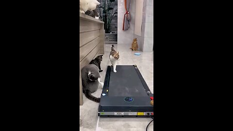 exercise_cute_cats_autowalk_Moving_😱🤣🤣