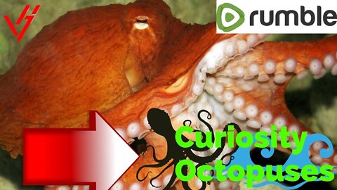 Curiosity Octopuses