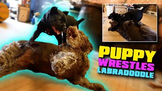 Cane Corso Puppy Wrestles Labradoodle!