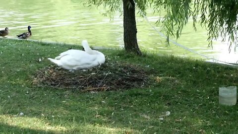 Swan on her nest near a lake in the park